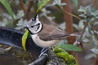 Lophophanes cristatus