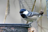 Periparus ater