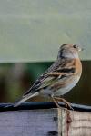 Fringilla montifringilla