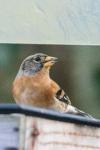 Fringilla montifringilla