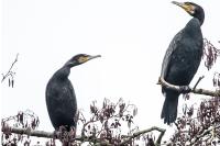 Phalacrocorax carbo
