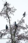 Phalacrocorax carbo