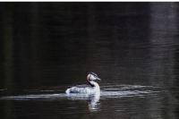 Podiceps cristatus