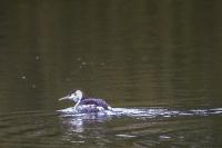 Podiceps cristatus