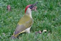 Picus viridis