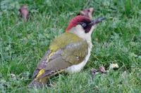 Picus viridis