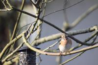 Fringilla montifringilla
