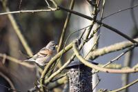 Fringilla montifringilla