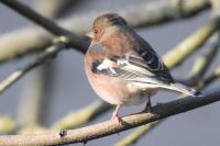 Fringilla coelebs