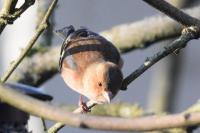 Fringilla coelebs