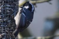 Periparus ater