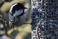 Periparus ater