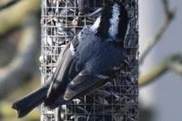 Periparus ater