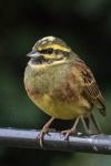 Emberiza cirlus