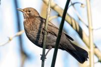 Turdus merula