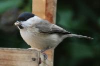 Poecile palustris