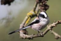 Aegithalos caudatus