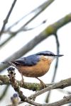 Sitta europaea