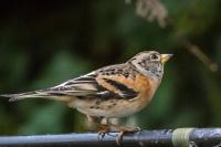Fringilla montifringilla