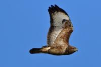 Buteo buteo