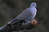 Streptopelia decaocto