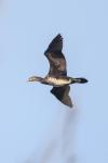 Phalacrocorax carbo