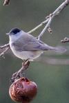 Sylvia atricapilla