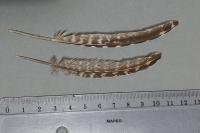 Phasianus colchicus