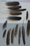 Phalacrocorax carbo