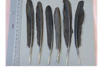 Phalacrocorax carbo