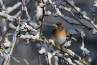 Fringilla montifringilla