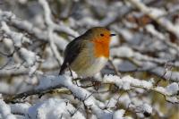 Erithacus rubecula