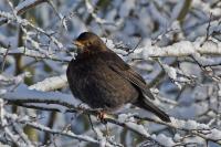 Turdus merula