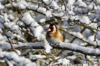 Carduelis carduelis