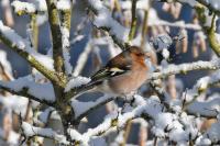 Fringilla coelebs