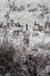 Branta canadensis