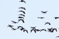 Branta canadensis