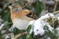 Fringilla montifringilla