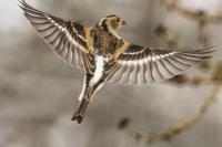Fringilla montifringilla
