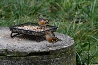 Fringilla montifringilla