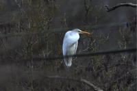 Ardea alba