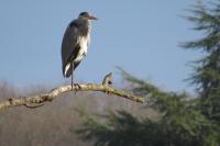 Ardea cinerea