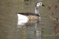 Branta canadensis