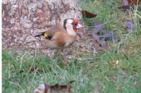 Carduelis carduelis