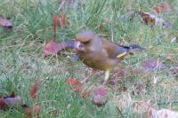 Chloris chloris