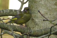 Chloris chloris