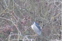 Nycticorax nycticorax
