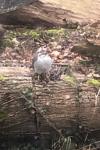 Accipiter nisus