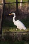 Ardea alba