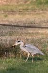 Ardea cinerea